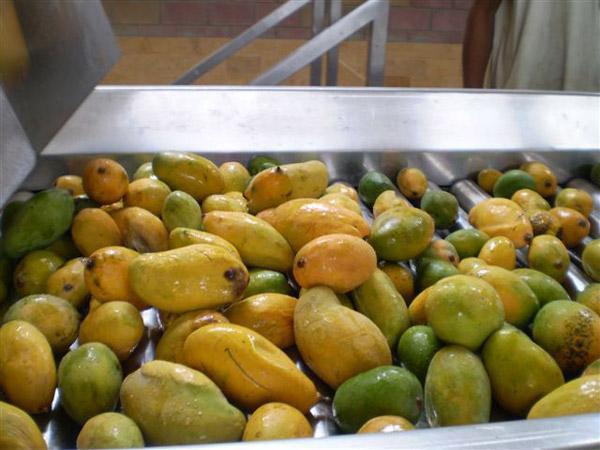 Líneas de procesamiento de pulpa de mango