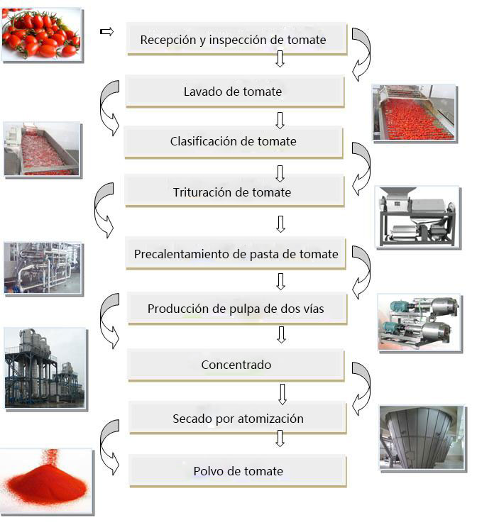 Líneas de producción de tomate en polvo